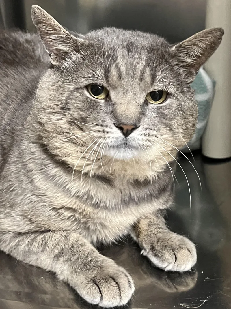 An adult large-sized male Gray / Blue / Silver Domestic Short Hair cat named Alfred for adoption in Johnston, RI