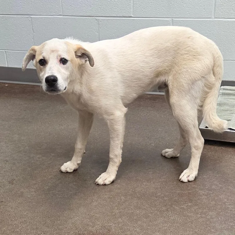 A young medium-sized male White / Cream Mixed Breed dog named Sinatra for adoption in Chattanooga, TN