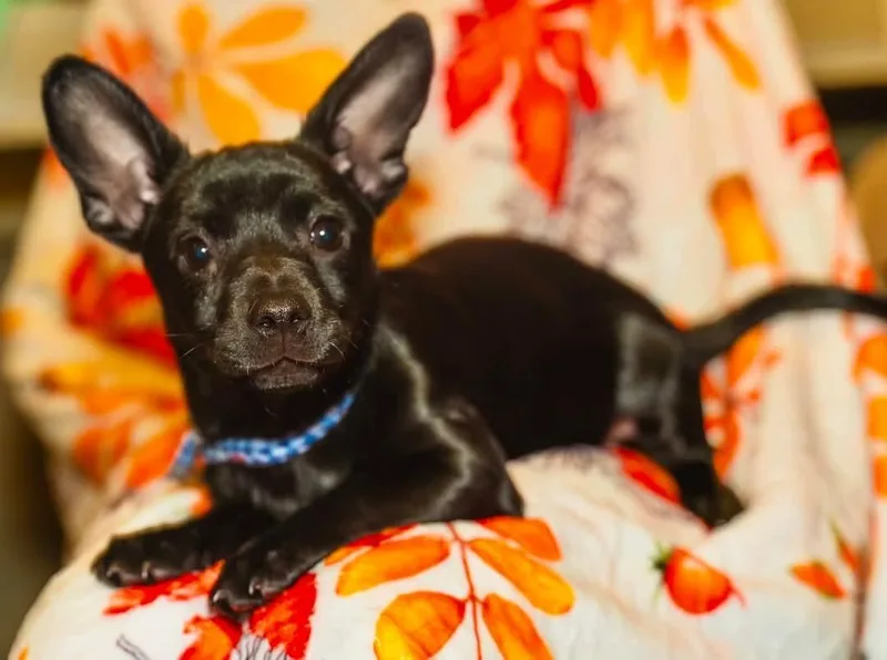 A young small-sized female Patterdale Terrier / Fell Terrier dog named Maeve for adoption in Henderson, NV