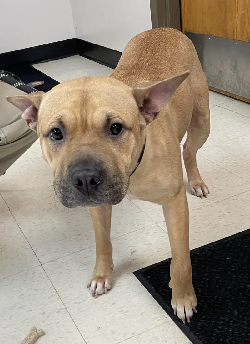 A young medium-sized female American Bully dog named Cleo HOLD for adoption in Canton, OH