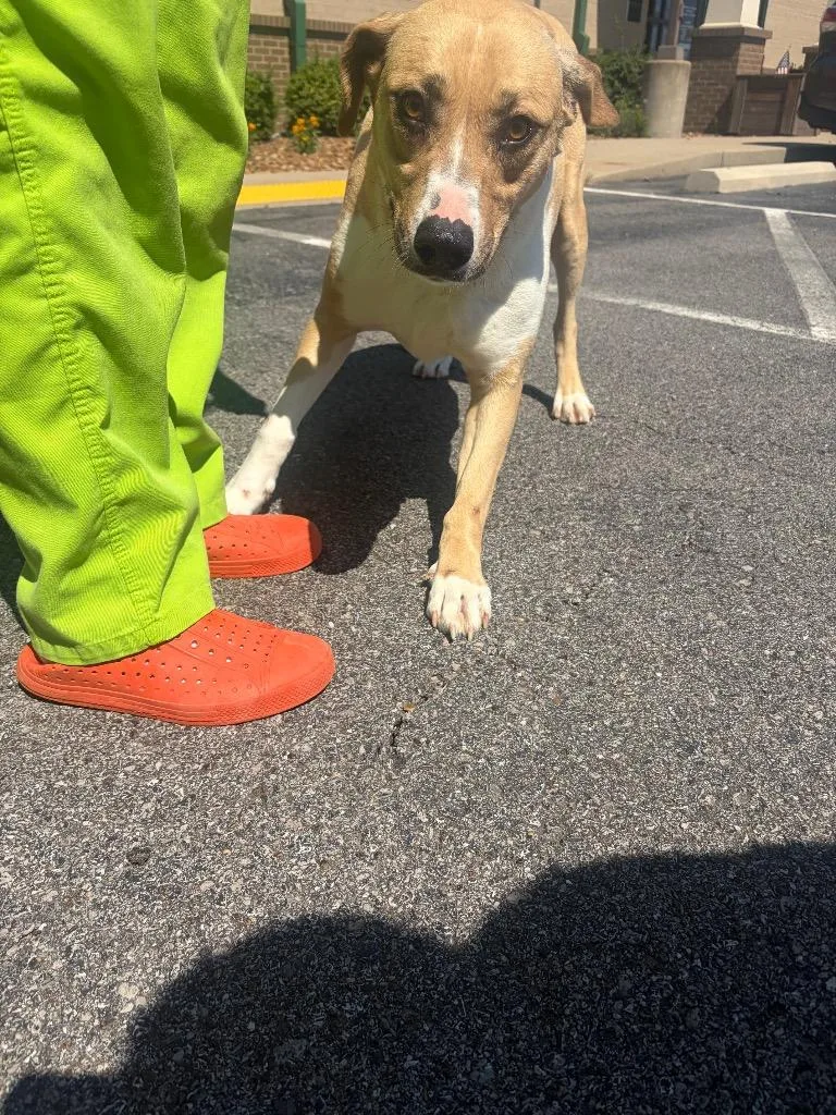 An adult large-sized female Mixed Breed dog named Goldie for adoption in Gallatin, TN