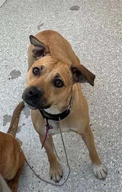 An adult small-sized female Beagle dog named Bacon Bits for adoption in Lodi, CA