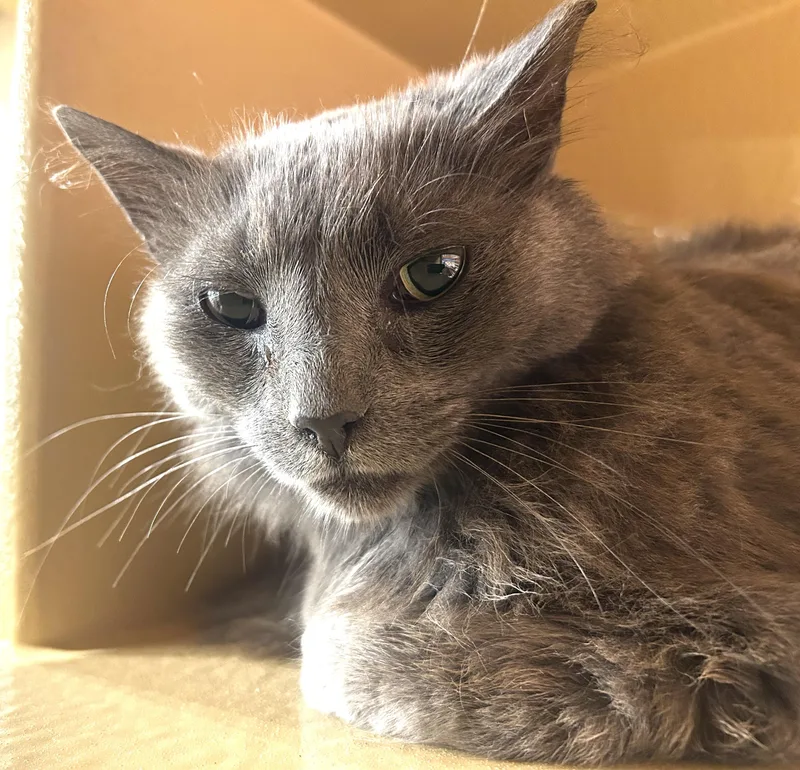 An adult medium-sized male Gray / Blue / Silver Domestic Long Hair cat named Bunny for adoption in Fairfax, VA