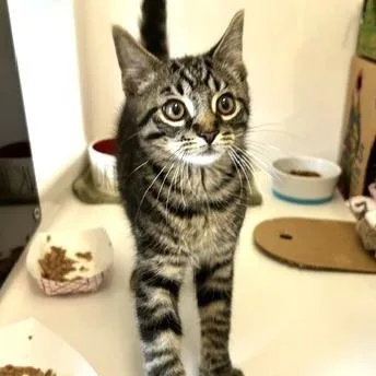 A baby small-sized male Brown / Chocolate Domestic Short Hair cat named Jack for adoption in Novelty, OH