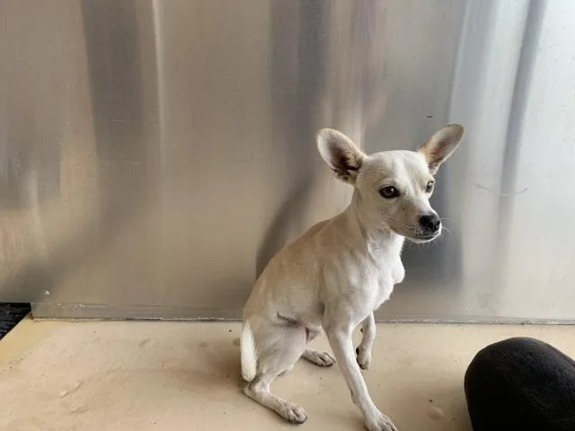 A young small-sized male Chihuahua dog named A for adoption in Thousand Palms, CA