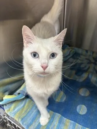 An adult small-sized female Domestic Short Hair cat named Ice for adoption in Cincinnati, OH