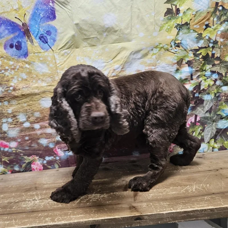 A senior medium-sized female Brown / Chocolate Cocker Spaniel dog named Melissa for adoption in Normal, IL