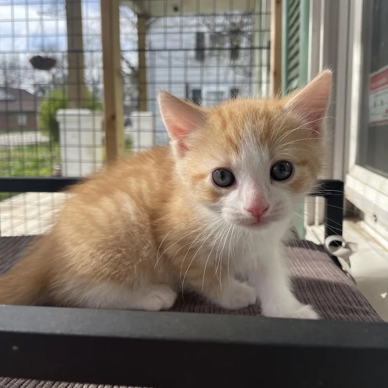A baby small-sized male Orange / Red Domestic Short Hair cat named Snuzzle for adoption in Lexington, KY