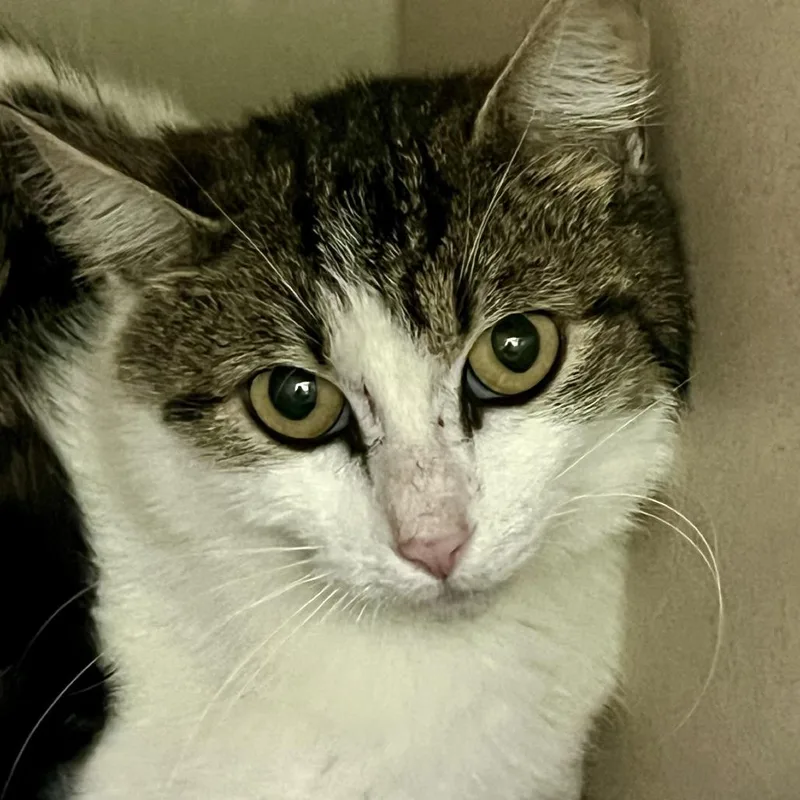 An adult medium-sized female White Domestic Short Hair cat named Working Cat Kelly for adoption in Tacoma, WA