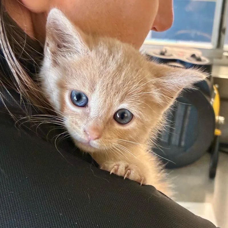 A baby small-sized male Orange / Red Domestic Short Hair cat named Higgins for adoption in Chattanooga, TN