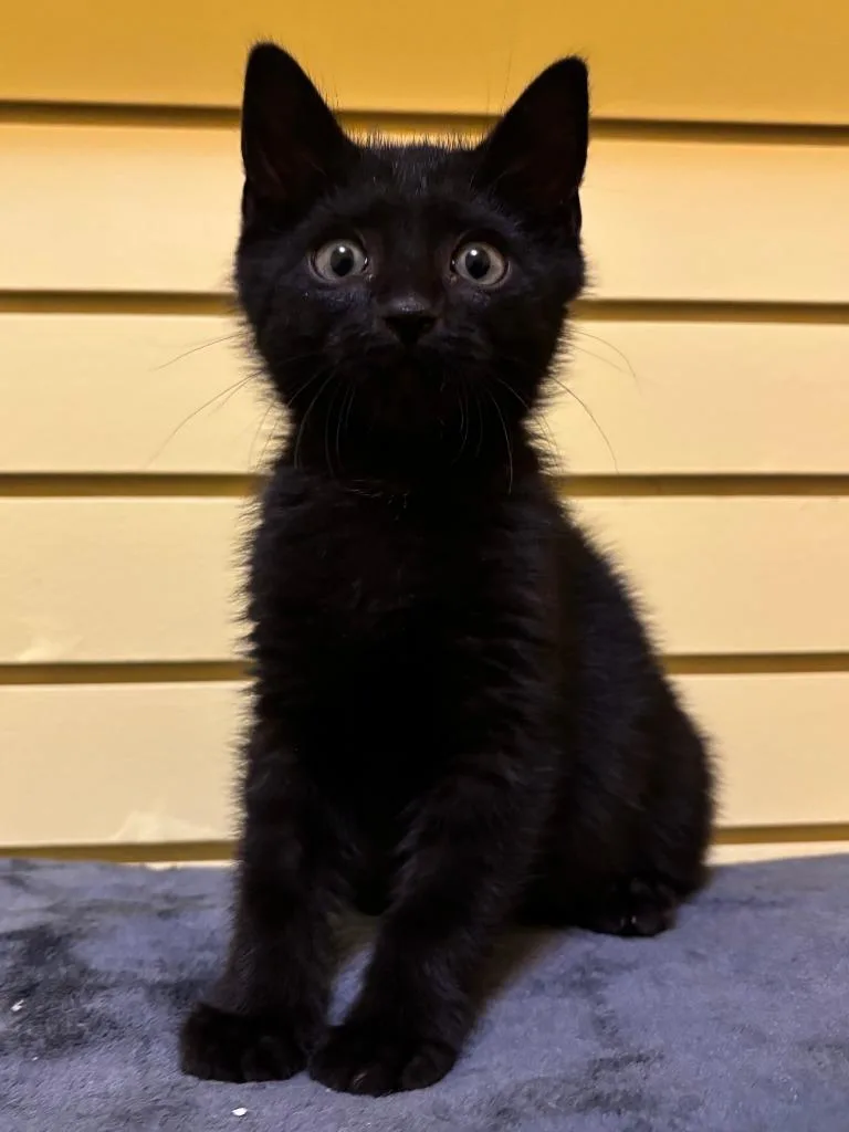 A baby small-sized male Domestic Short Hair cat named Shyamalan for adoption in Rutherfordton, NC