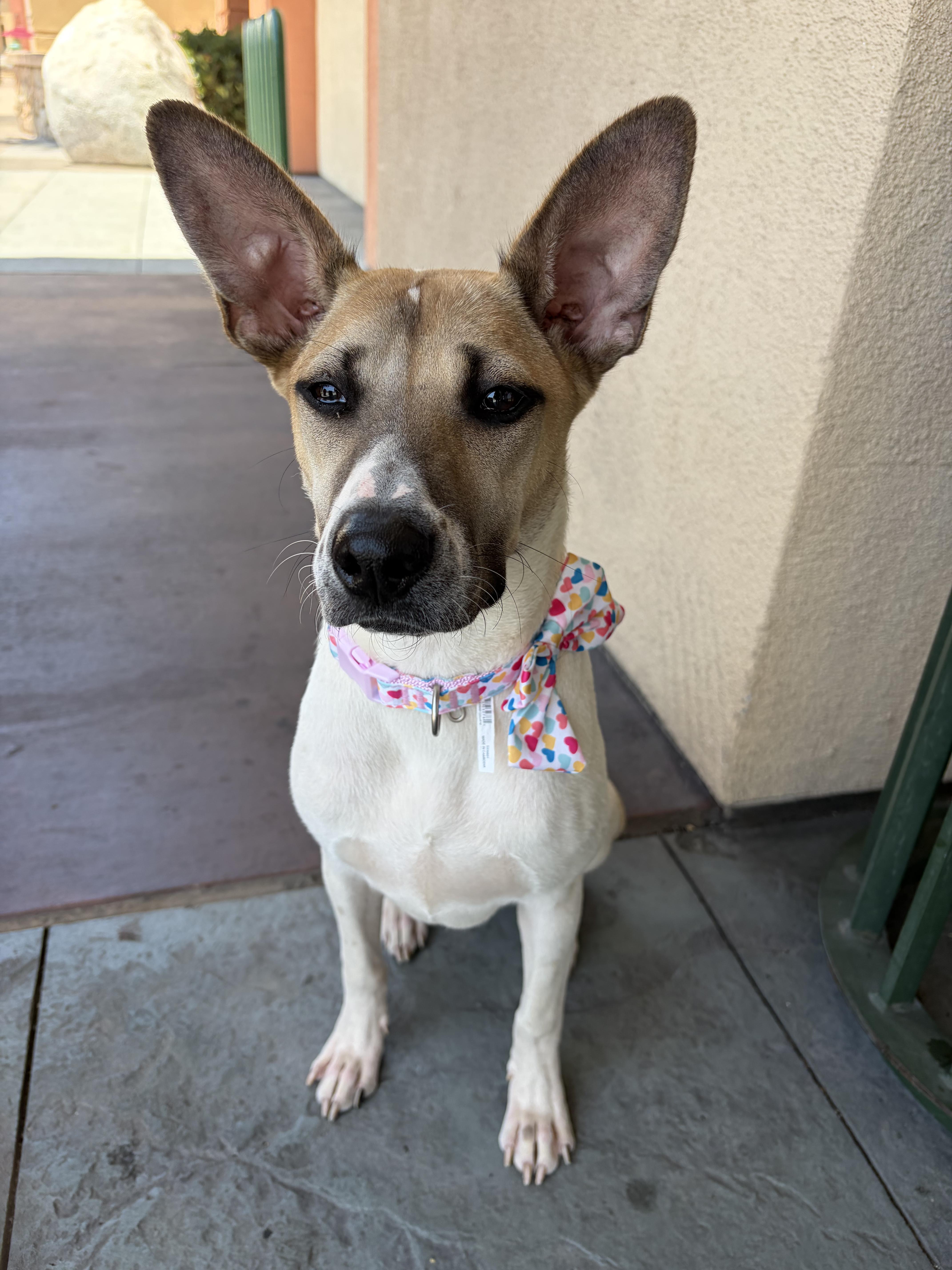 A baby medium-sized female Shepherd dog named Daisy for adoption in Poway, CA