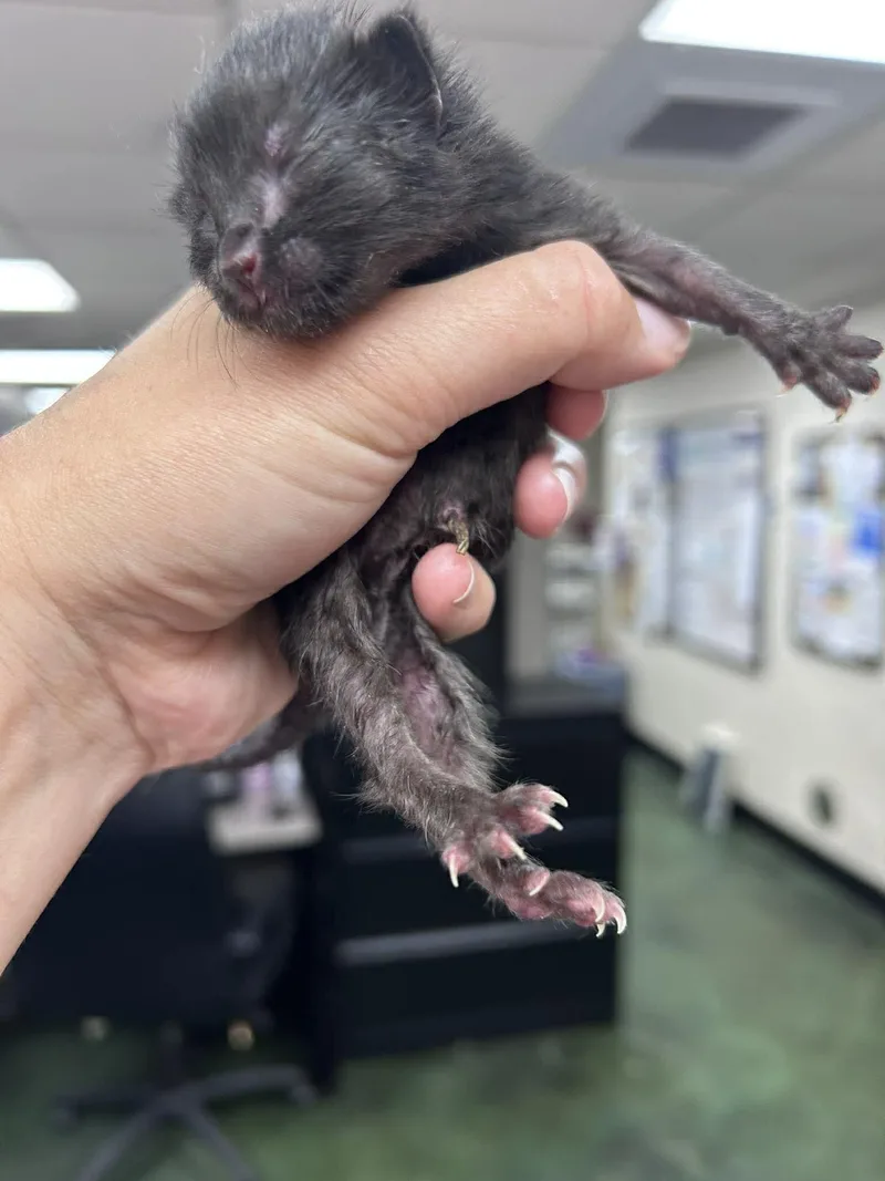 A baby medium-sized male Black Domestic Short Hair cat named Popcorn for adoption in Fruit Heights, UT