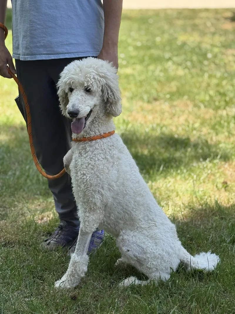 An adult medium-sized female White / Cream Goldendoodle dog named Flossie for adoption in Meherrin, VA