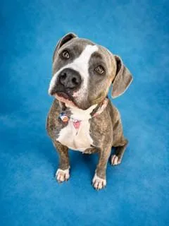 A young large-sized female Mixed Breed dog named Mystique for adoption in Jacksonville, FL