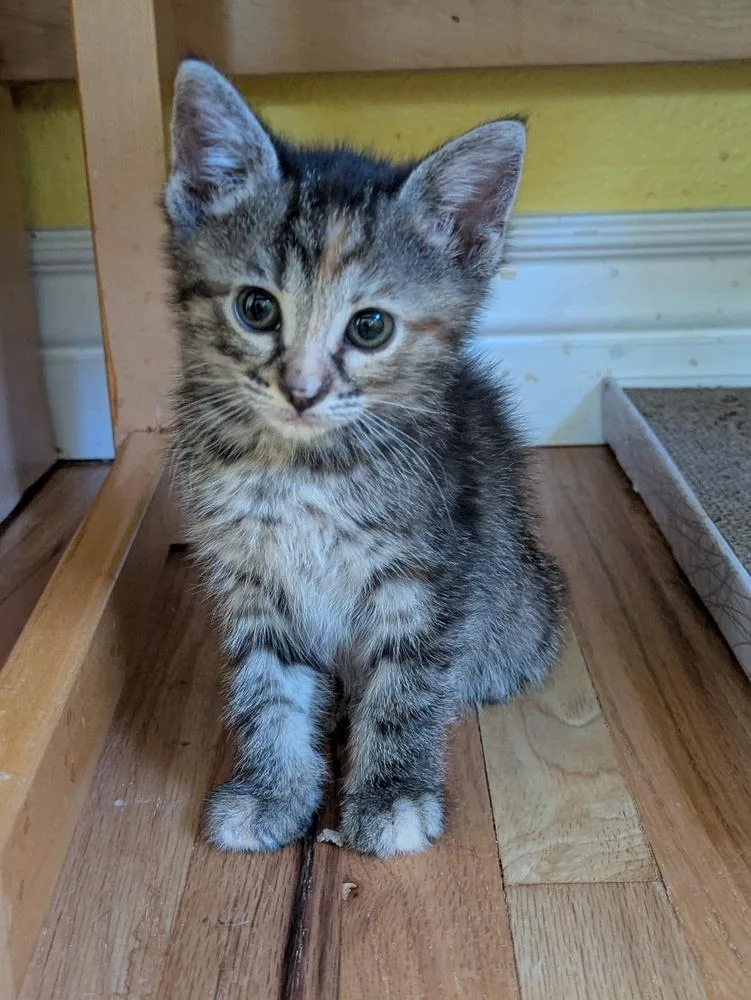 A baby small-sized female Domestic Short Hair cat named Scone for adoption in Aurora, CO