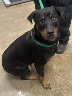 An adult large-sized female Rottweiler dog named Bailey for adoption in Cleveland, OH