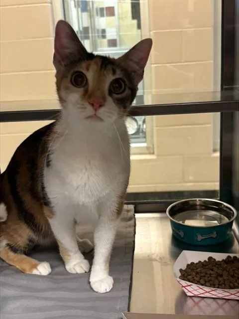 An adult medium-sized female Calico cat named Elsa A for adoption in Plano, TX