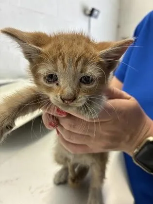 A baby medium-sized male Domestic Short Hair cat named Ford for adoption in Gainesville, FL