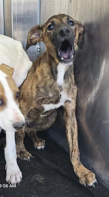 A baby small-sized male American Staffordshire Terrier dog named Freddie for adoption in San Antonio, TX