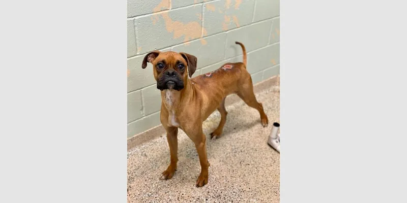 A young medium-sized male Yellow / Tan / Blond / Fawn Boxer dog named Frazier for adoption in Hewitt, TX