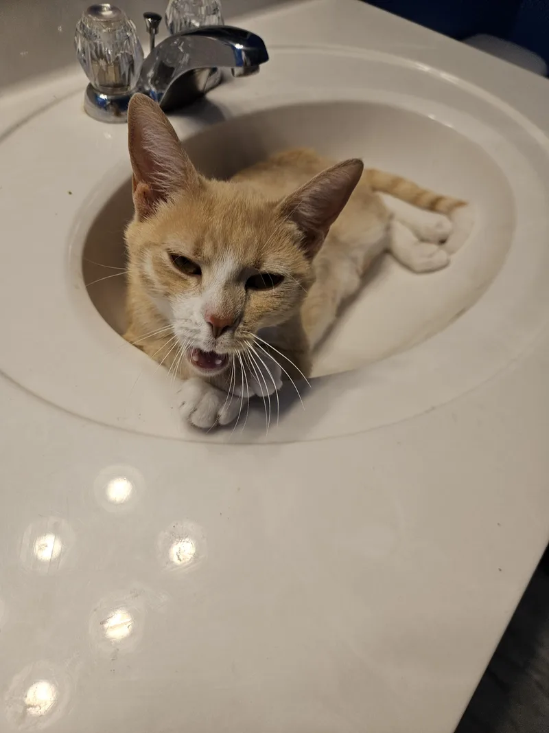 An adult medium-sized female Orange & White Domestic Short Hair cat named Luna for adoption