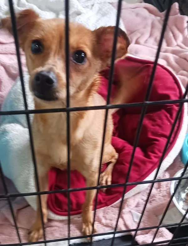 An adult small-sized female Chihuahua dog named Racine for adoption in Vallejo, CA
