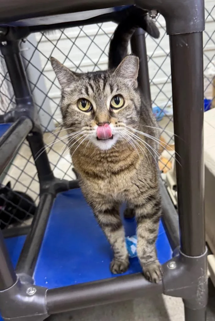 An adult medium-sized female Domestic Short Hair cat named Twinkie for adoption in Lagrange, IN