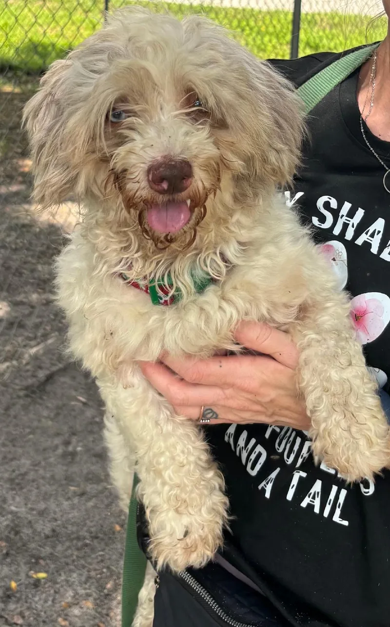 A young small-sized male White / Cream Mixed Breed dog named Anaklin for adoption in Ruskin, FL