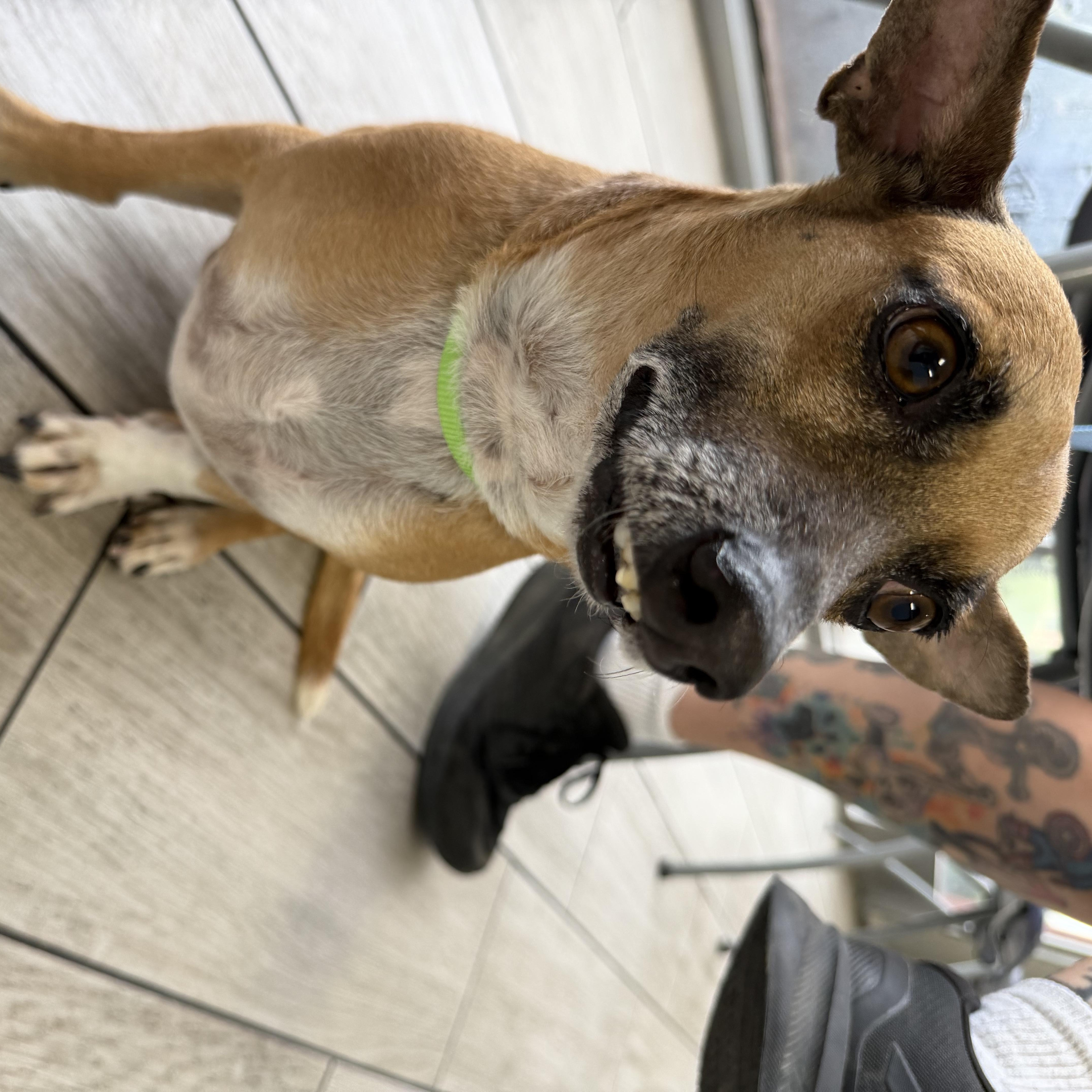 An adult small-sized male Brown / Chocolate Chihuahua dog named Sid for adoption in West covina, CA