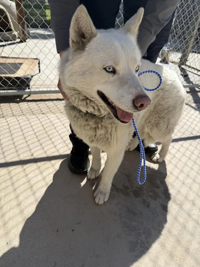 An adult large-sized female White / Cream Husky dog named Pearl for adoption in Oakdale, CA