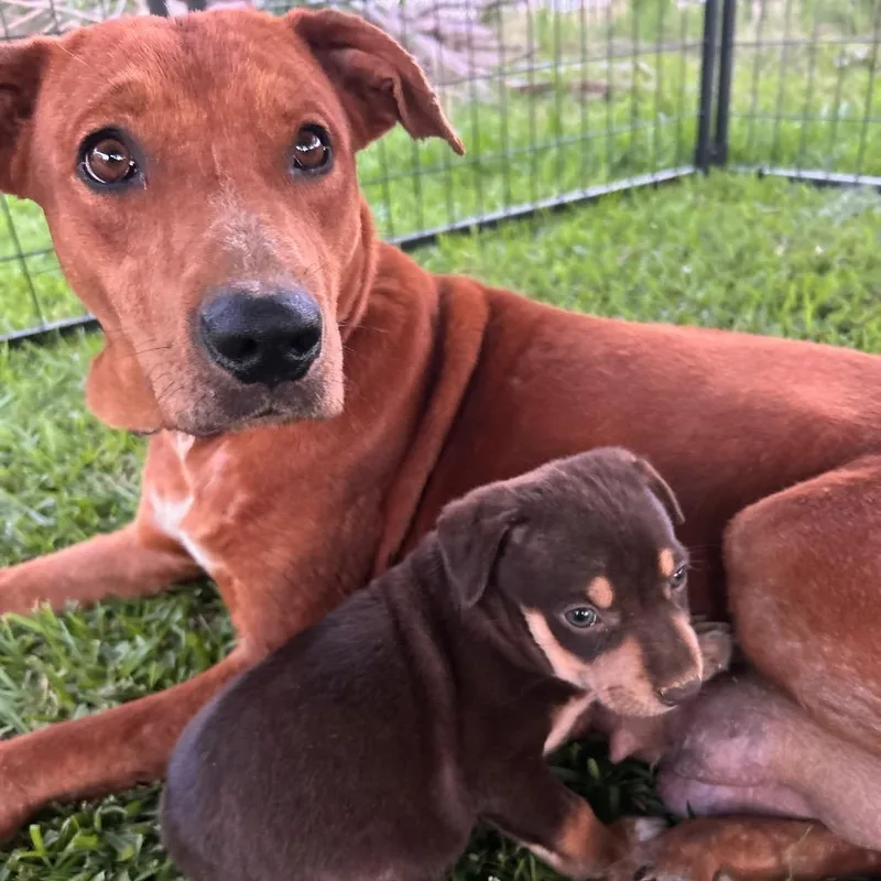 An adult medium-sized female Red / Chestnut / Orange Mixed Breed dog named Gypsy for adoption in Tupelo, MS