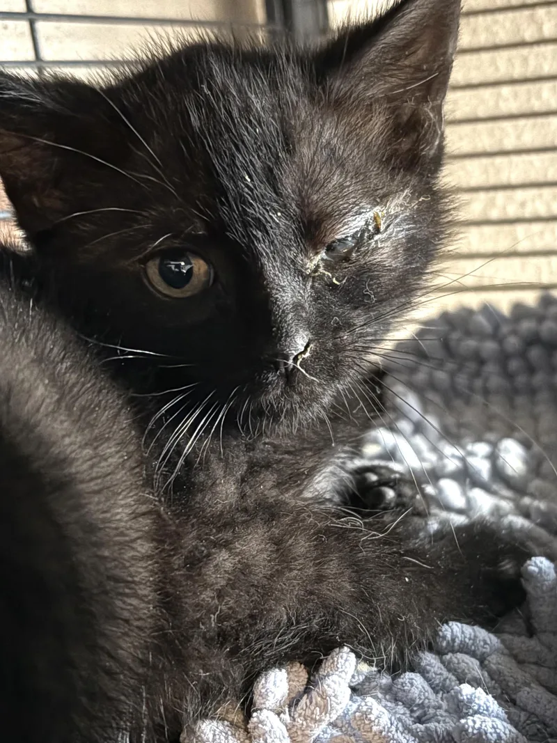 A baby small-sized male Black Domestic Short Hair cat named Pete for adoption in Belvidere, IL