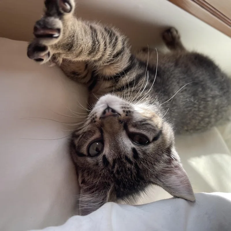 A baby small-sized male Domestic Short Hair cat named Reef for adoption in Spokane, WA