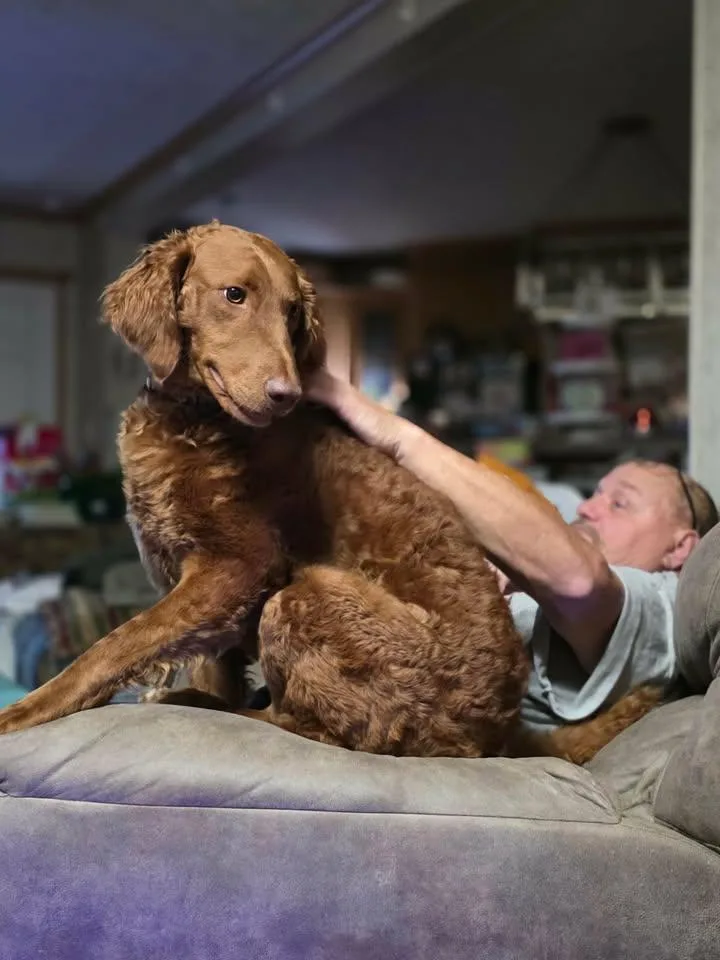 An adult medium-sized female Labradoodle dog named Willow for adoption in candler, NC
