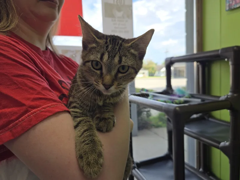 A baby medium-sized male Tabby (Brown / Chocolate) Domestic Short Hair cat named Bazooka for adoption in Richmond, KY