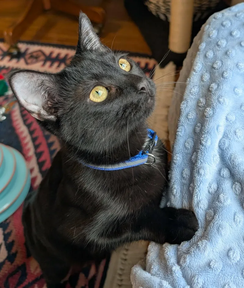 Ellie Jo thumbnail 2