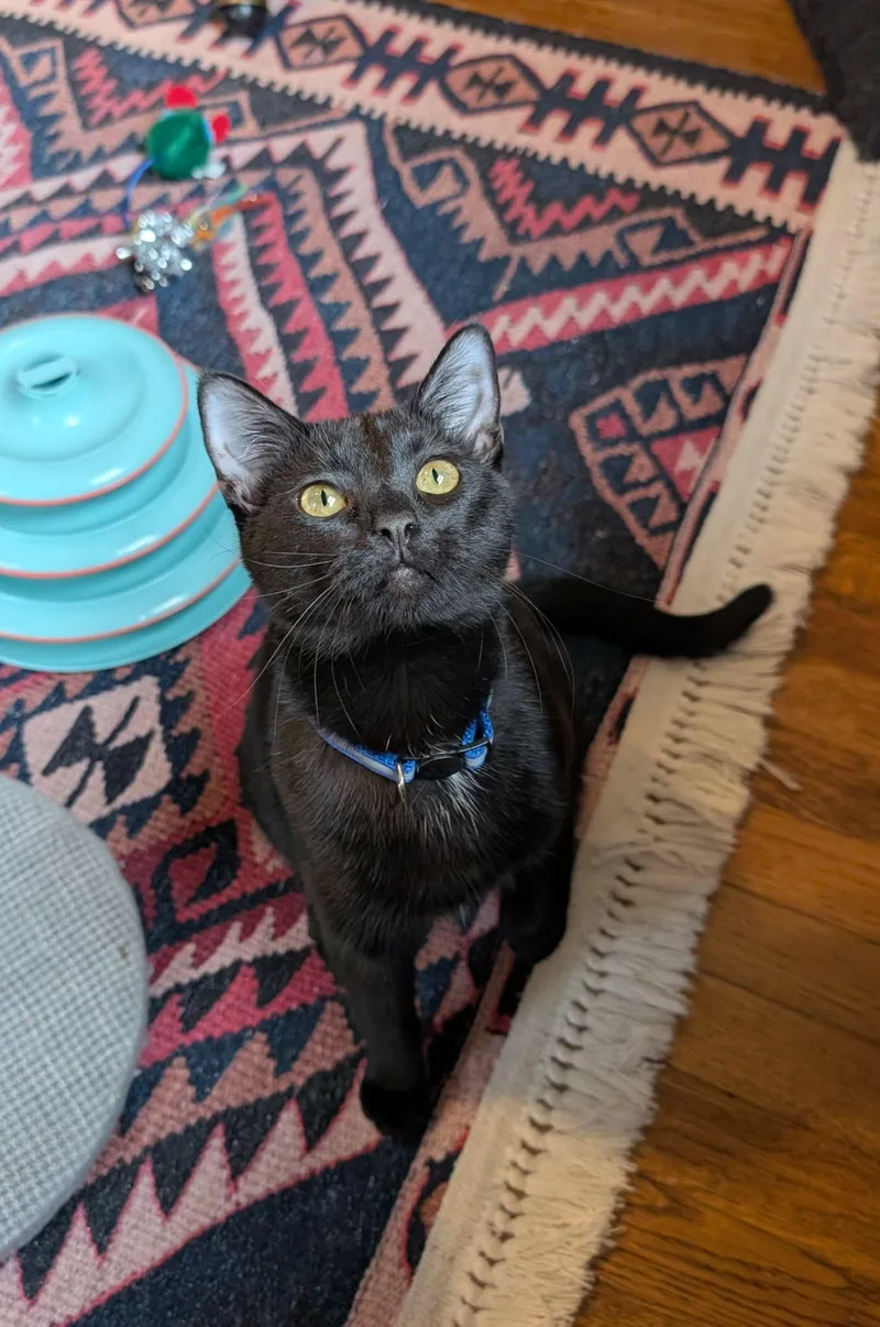 Ellie Jo thumbnail 3