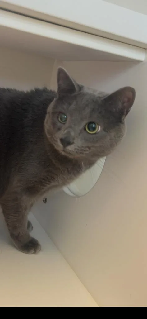 An adult medium-sized male Domestic Short Hair cat named Peter for adoption in Greenfield, IN