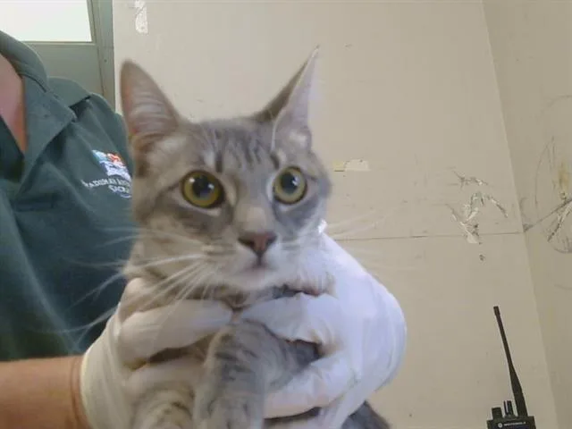 A young medium-sized female Domestic Short Hair cat named Amethyst for adoption in Sacramento, CA