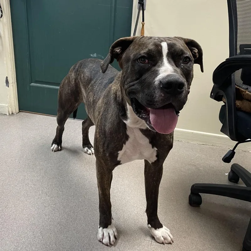 An adult large-sized male Brown / Chocolate Mastiff dog named Bubba for adoption in Pasadena, CA