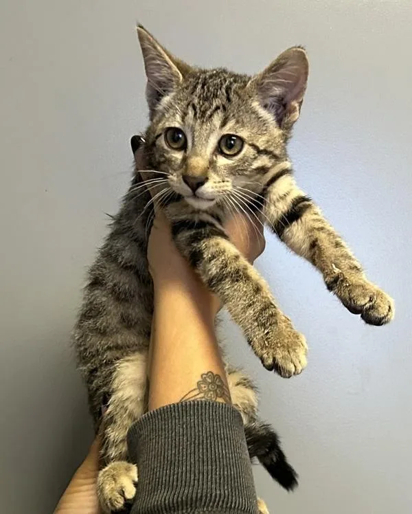 A baby medium-sized male Domestic Short Hair cat named Bravenheart for adoption in Salt Lake City, UT