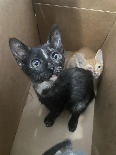 A baby medium-sized female Domestic Short Hair cat named Elias for adoption in Dallas, TX