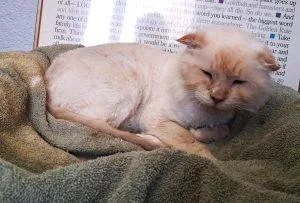 A senior medium-sized male Flame Point Siamese cat named Pinecone for adoption in Anchorage, AK
