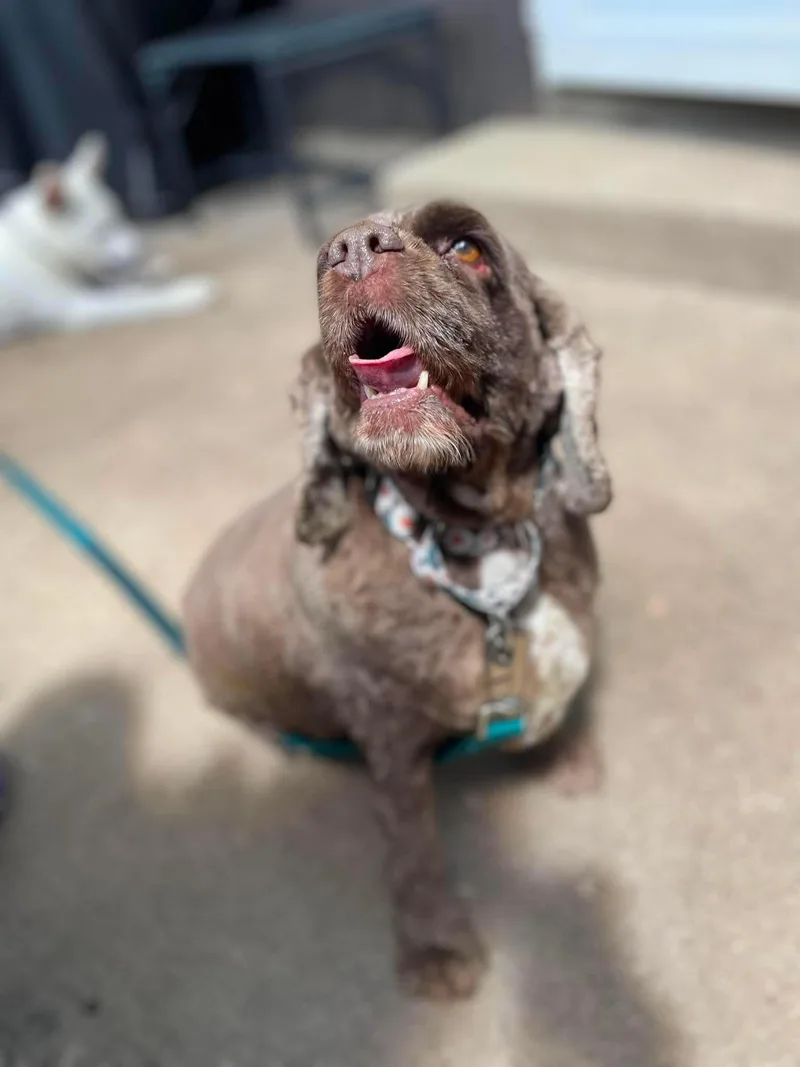 A senior medium-sized female Cocker Spaniel dog named Hershey for adoption in Elgin, IL