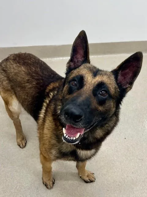 A young large-sized male German Shepherd Dog dog named Charlie for adoption in Baytown, TX