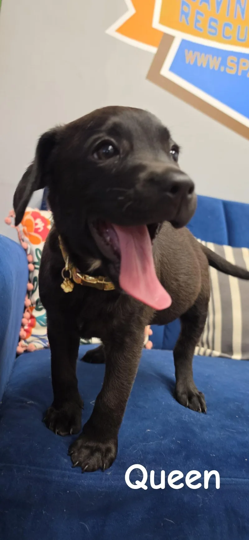 A baby large-sized female Black Labrador Retriever dog named Queen for adoption in Owensboro, KY