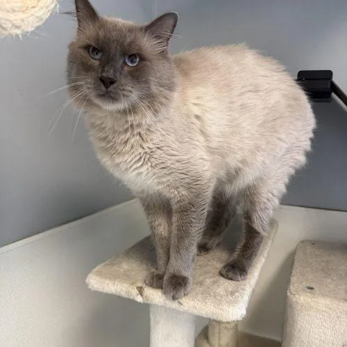 An adult medium-sized male Lilac Point Domestic Medium Hair cat named Pushkin for adoption in Toms River, NJ