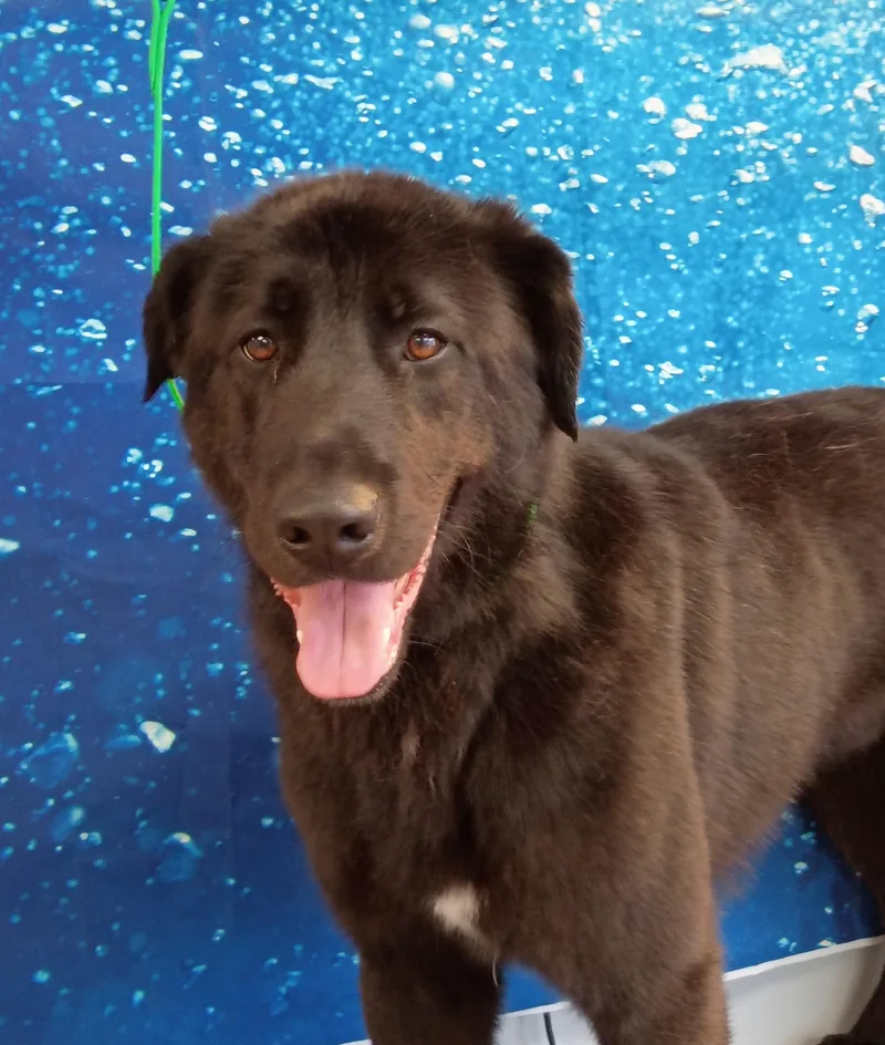 An adult large-sized male Black Labrador Retriever dog named Diesel for adoption in Somerset, KY