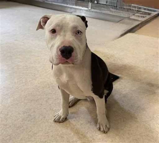 A young large-sized male Pit Bull Terrier dog named Dexter for adoption in San Pedro, CA